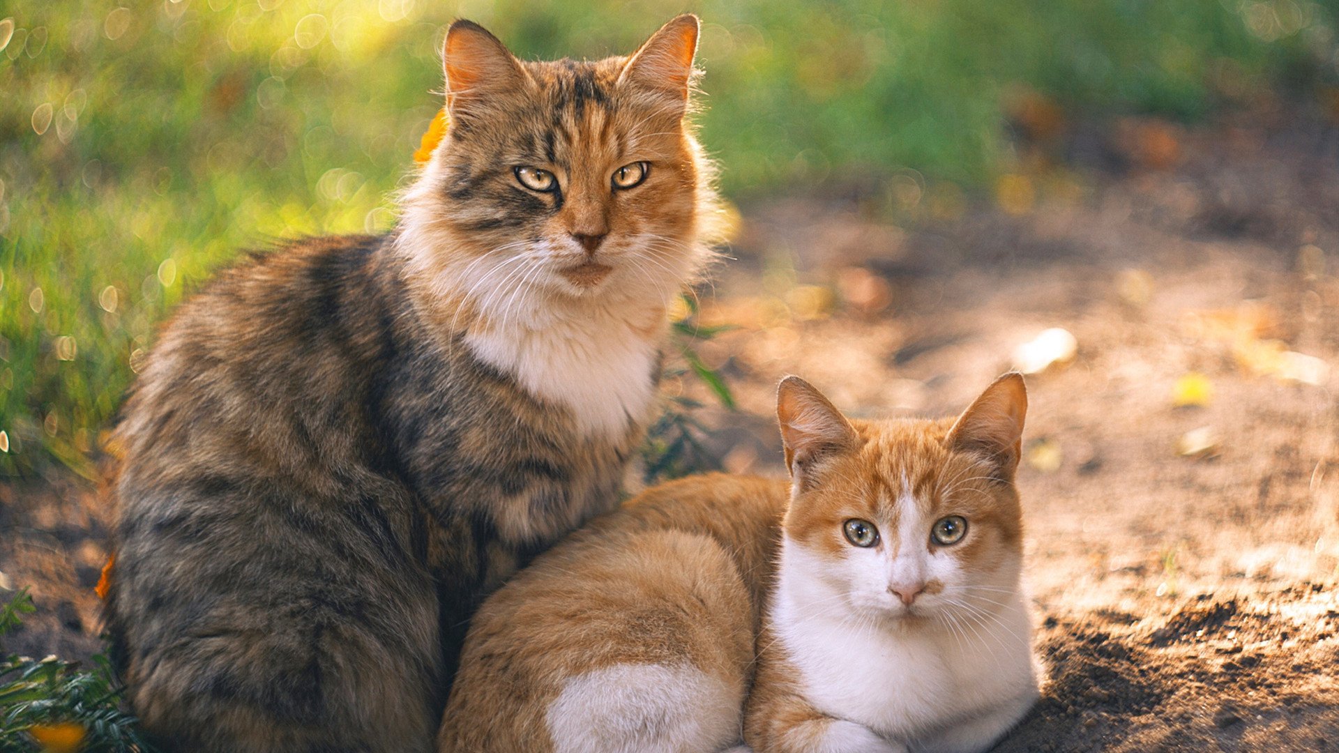 廊坊泰山客场挑战武汉卓尔,全力争夺不留遗憾!,廊坊泰山原浆啤酒送酒电话