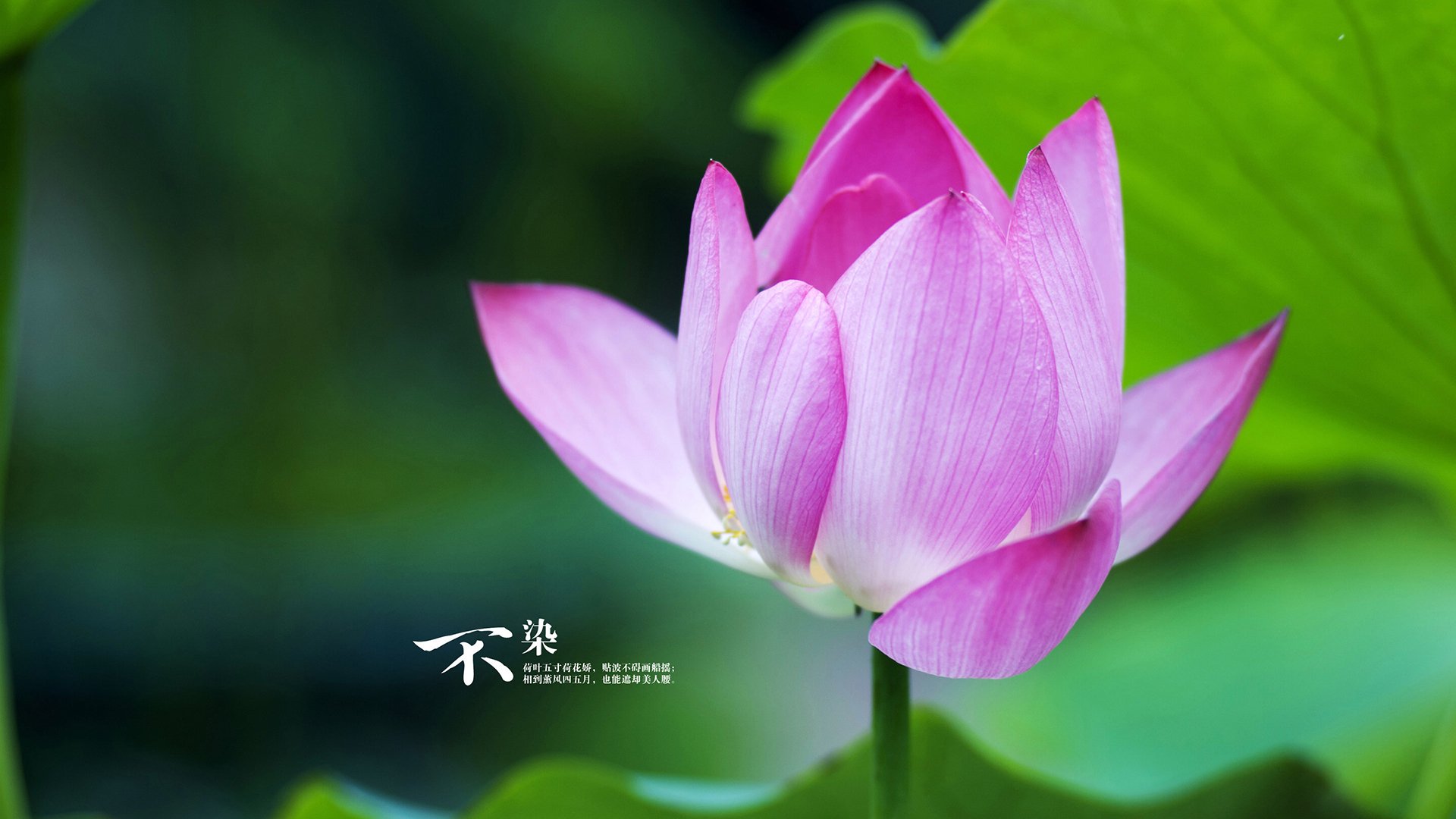 英超盛大盛宴:戏剧性的角逐场面,英超盛世