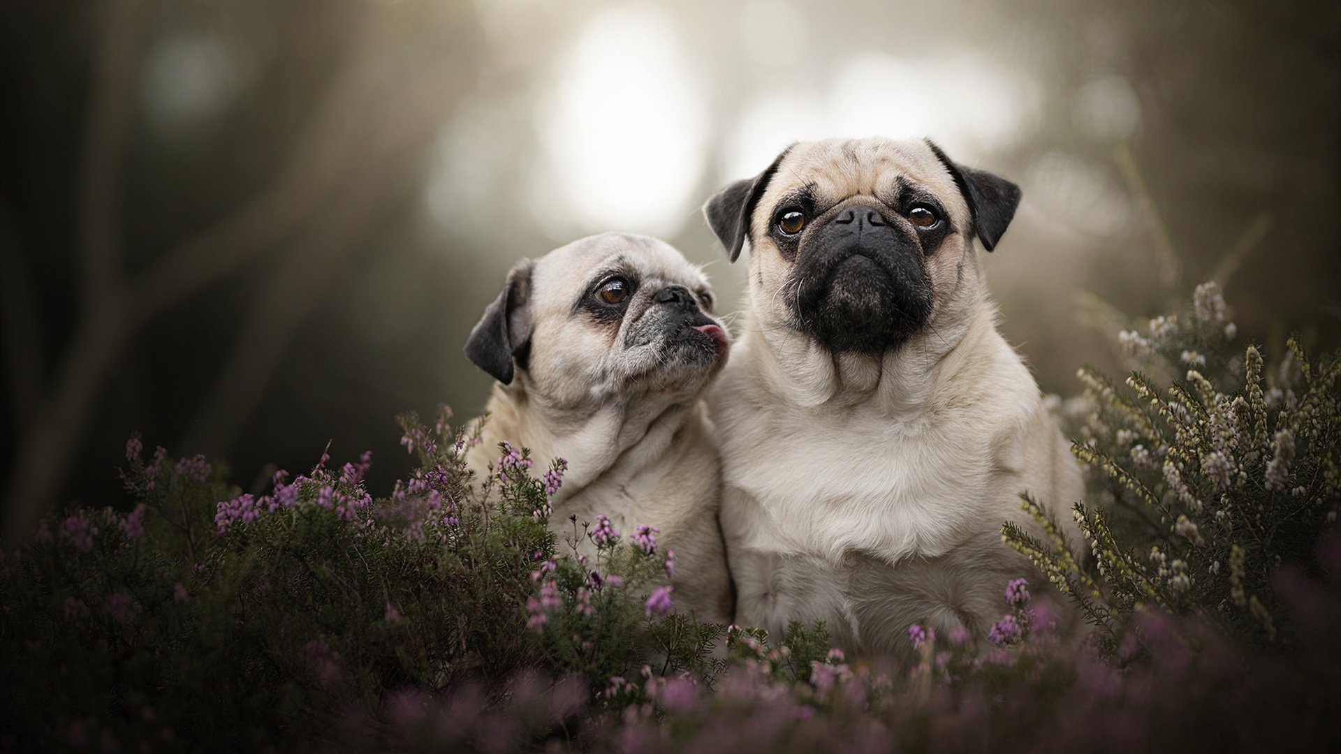 青少年篮球训练科技应用广泛提升训练效果和科学管理,青少年篮球训练的基本原则